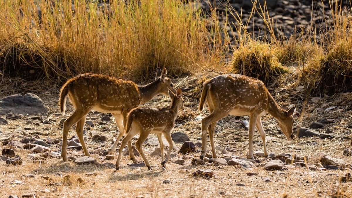 सांकेतिक चित्र · फ़ोटो: dMz / Pixabay